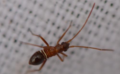 Miris striatus